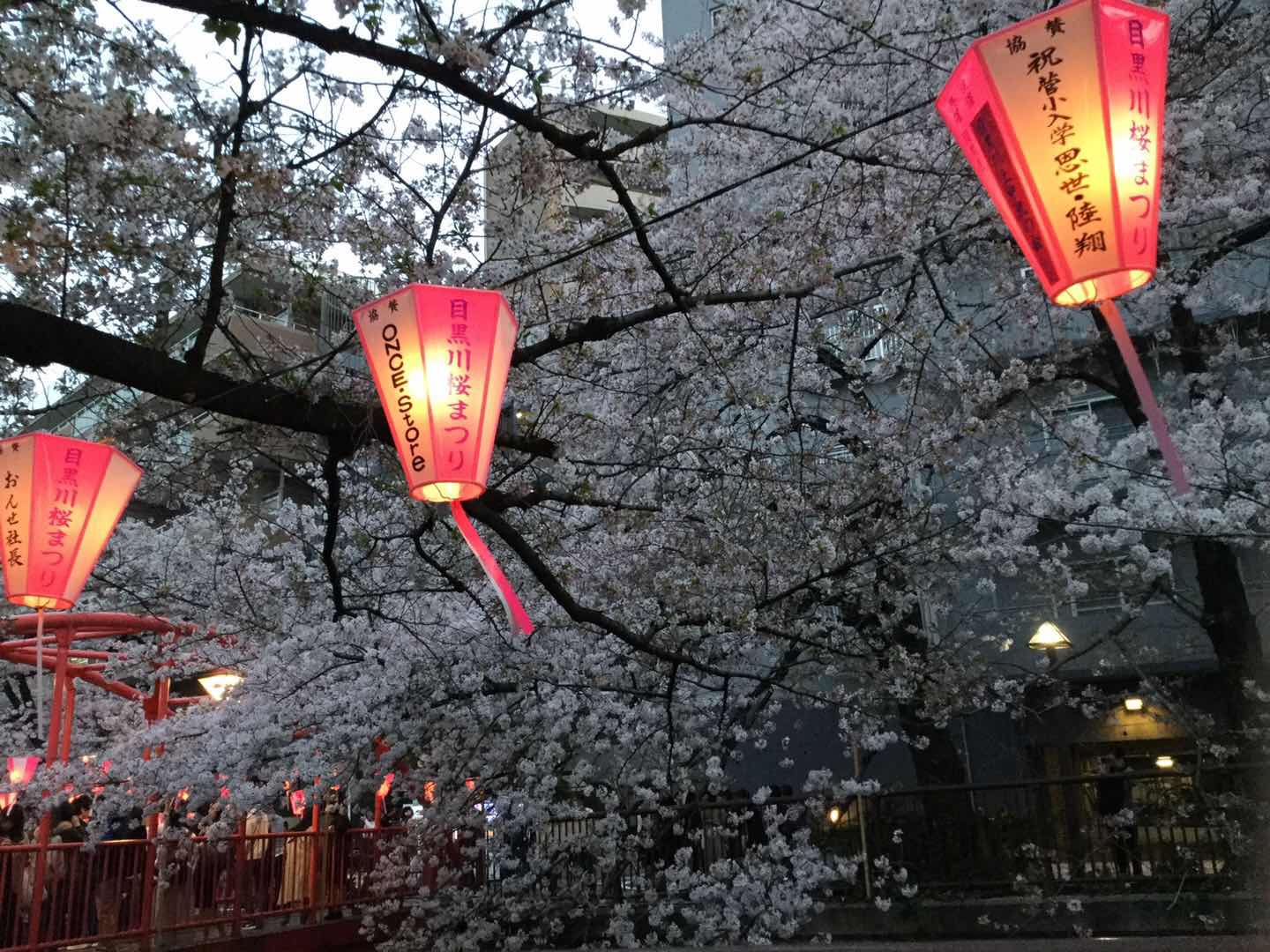 Cherry Blossom Festival (Hanami) at Meguro River